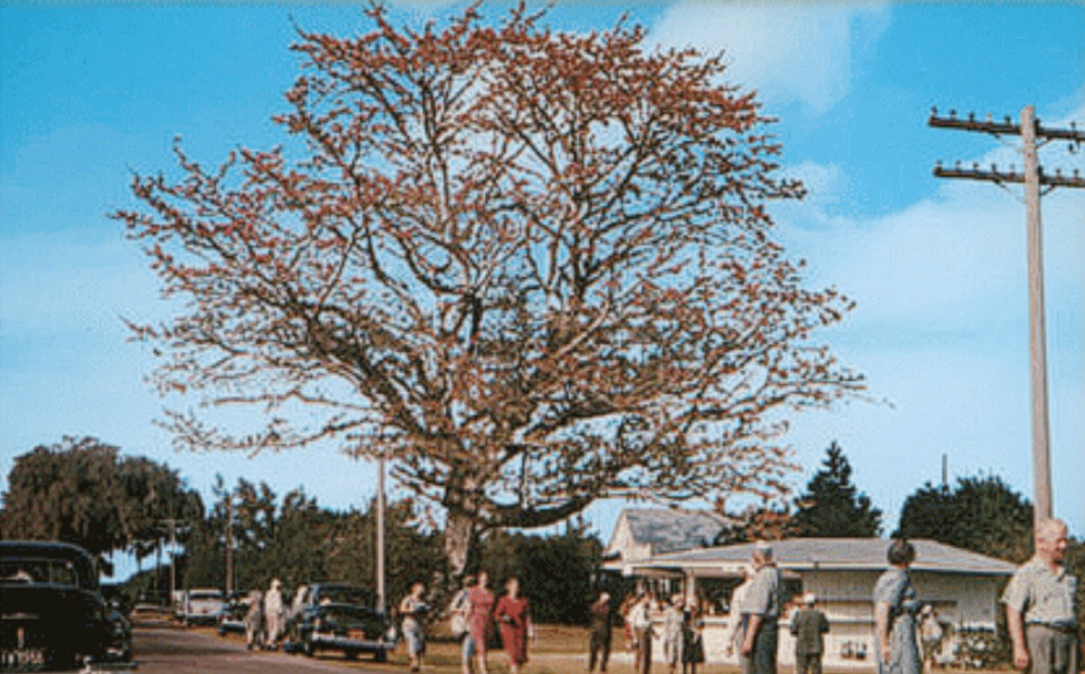 kapok-tree